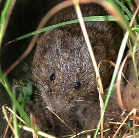 voles in idaho|Meadow Vole (Microtus pennsylvanicus) 